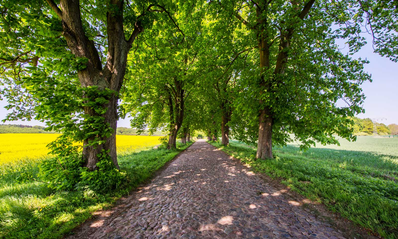 Allee bei Lancken Granitz